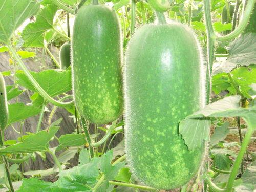 沧州吃瓜爆料视频大全,视频大全揭秘当地热点事件  第1张