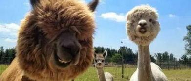 羊驼棉棉特性爆料视频,保暖舒适，环保时尚新宠